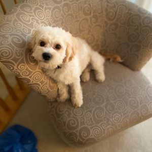 Meet your Posher, Michael